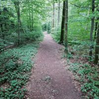 Limesweg im Grubenholz