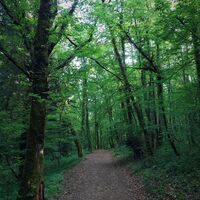 Wald von Rothonne bei Belley