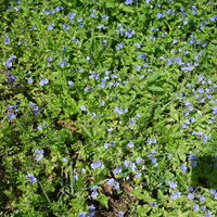 Flora