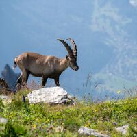 Steinbock neben dem Panoramarundweg Rosenboden