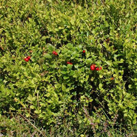 Vegetation mit Preiselbeeren am Osterkopf