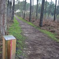 Foret-de-Migelane--EstelleSOLER--17-