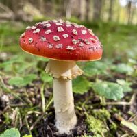 Fliegenpilz im Wald