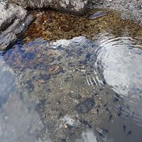 Kaulquappen im Hahnsee