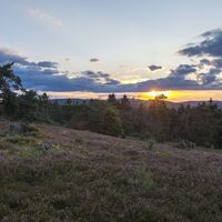 Heidelandschaft bei Sonnenuntergang 