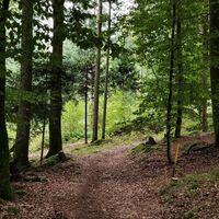 schöner Waldweg
