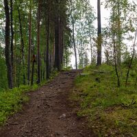 Waldpfad