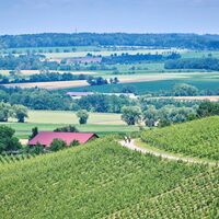 Weinberge bei Pfedelbach