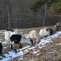 Tiere im Keltendorf