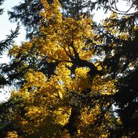 Die Riegerin (1939 m) aus dem Brunntal