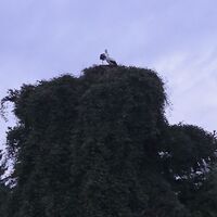 storchennest