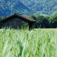 Hütte im Ruggeller Riet