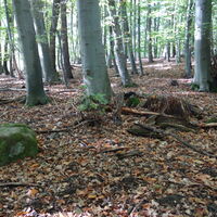 Aufstieg zum Wolfpassinger Berg