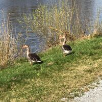 Gänse am Mittellandkanal
