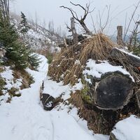 Waldweg zw. Winkleralm und Josefsberg
