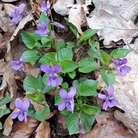 Flora: Wald-Veilchen