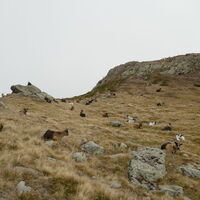 die Ziegenherde bietet eine nette Abwechslung beim Abstieg