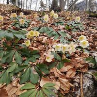Rinnende Mauer Trail - Molln (lang)