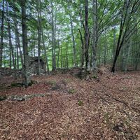 Der Buchenwald