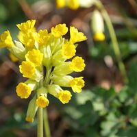 Wald-Schlüsselblume