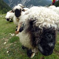 Die Walliser Schwarznasenschafe von der Angerkaralm.