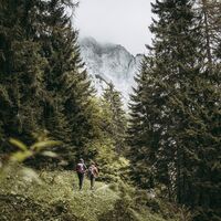 In den Gesäusewäldern