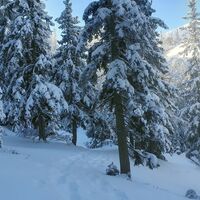 Abstieg durch den Wald