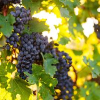 Im Herbst hängen verführerisch die reifen Trauben an den Weinstöcken.