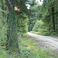 Großhaagerer Forst bei Maitenbeth-006