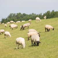 Norddeutsche Rasenmäher