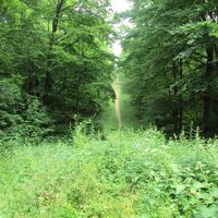 Salzgitter Höhenzug, Wanderweg 22 Möglichkeit steiler Aufstieg Gasleitungsschneise