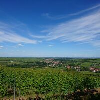 Blick in die Rheinebene über Birkweiler hinweg