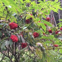 Beerenstrauch in Willingen