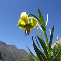 Lilien der Pyrenäen