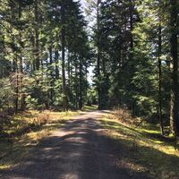 Schattiger Waldweg