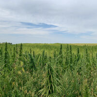 Wunderbergtour, Auersthal