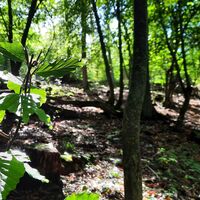 Junge Buchen im Nationalpark Eifel