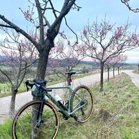 Gravelbike an Mandelblütenbaum in Sternenfels