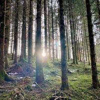 Abstieg durch den Wald