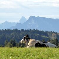 Der weite Blick von Schleedorf zu den Berchtesgadener Alpen.