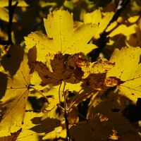 Die Riegerin (1939 m) aus dem Brunntal