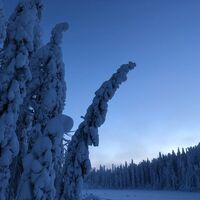 Pöllylammen Schneeweide, Vuokatti