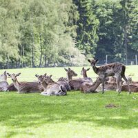 Wildfreigehege Wildenburg