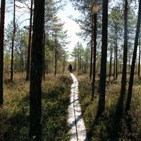 Wald und Holzbalken-Pfad auf dem Rundweg Kirveslampi