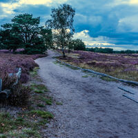 Westruper Heide - Heidekraut