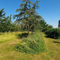 Blühstreifen Storchenwanderweg Winden