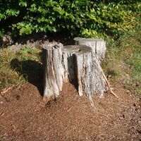 Zwergohreulenwanderweg