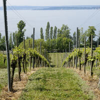 Weinreben in Richtung Meersburg
