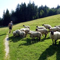Platz genug für alle am Krispler Höhenweg. Im Winter sogar für die Skifahrer vom nahen Schlepplift.