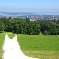 Unserer weissen Schäferhündin "Cayenne" gefällt der Blick auf den Chiemsee